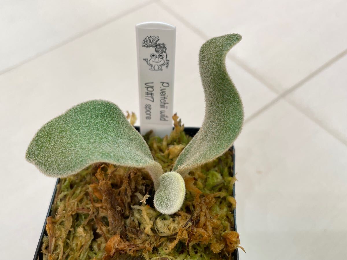 ビカクシダ veitchii wild vp#17 spore P. veitchii wild (vp#17