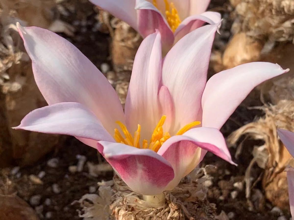 ゲチリスグランディフローラ 現地株 発根済み①