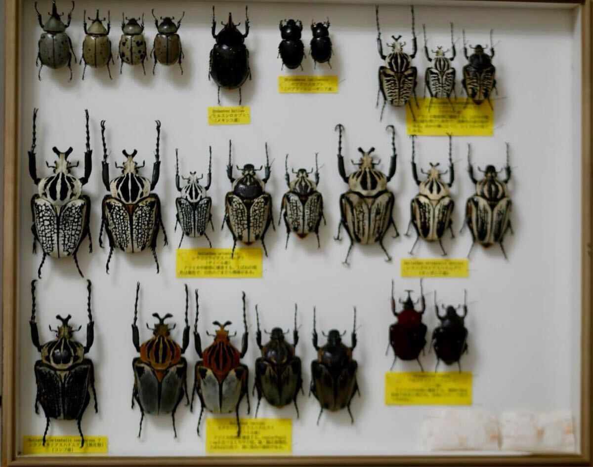 やや傷や汚れあり】昆虫標本 カブトムシ ハナムグリ各種 世界産地別