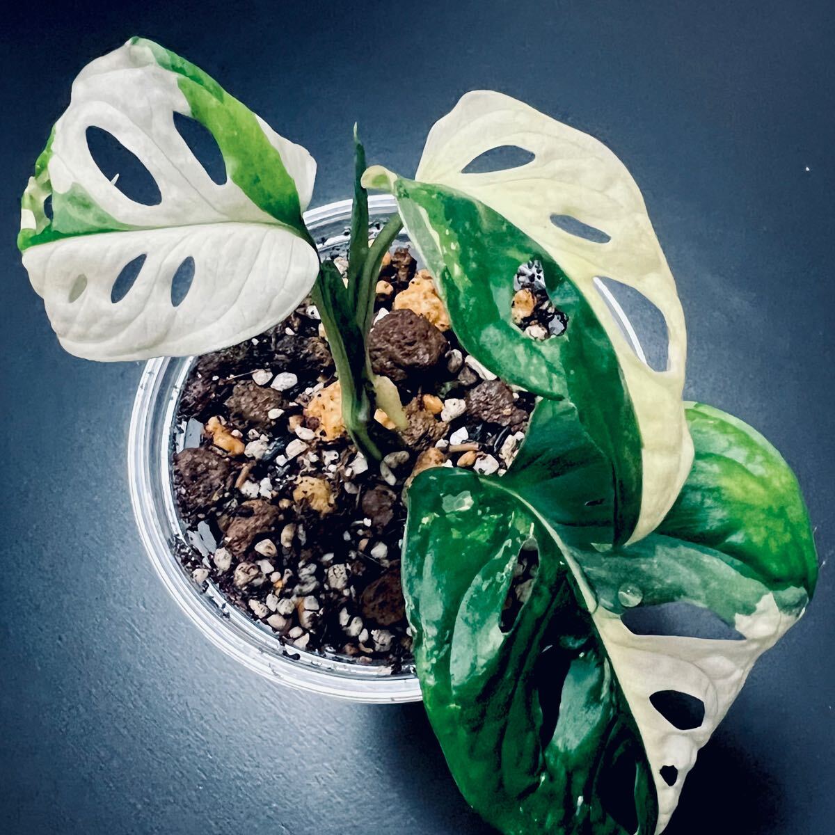 マドカズラ 斑入り/Monstera Adansonii Variegated マドカズラ斑入り Monstera adansonii variegata 観葉植物