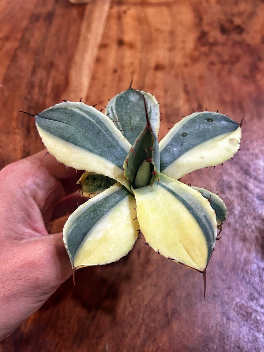 パリー トランカータ オリザバ ハーフムーン 【公式通販】