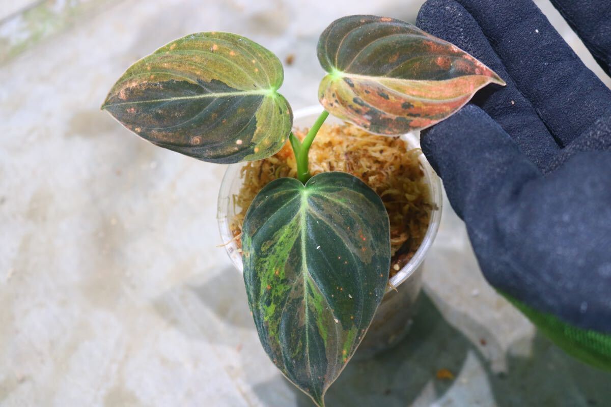 レア！Philodendron Golden dragon variegated フィロデンドロン