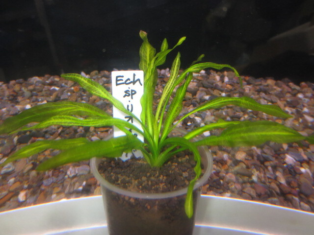 ご注文分:エキノドルスsp.'リオ イプサバ エキスタ'