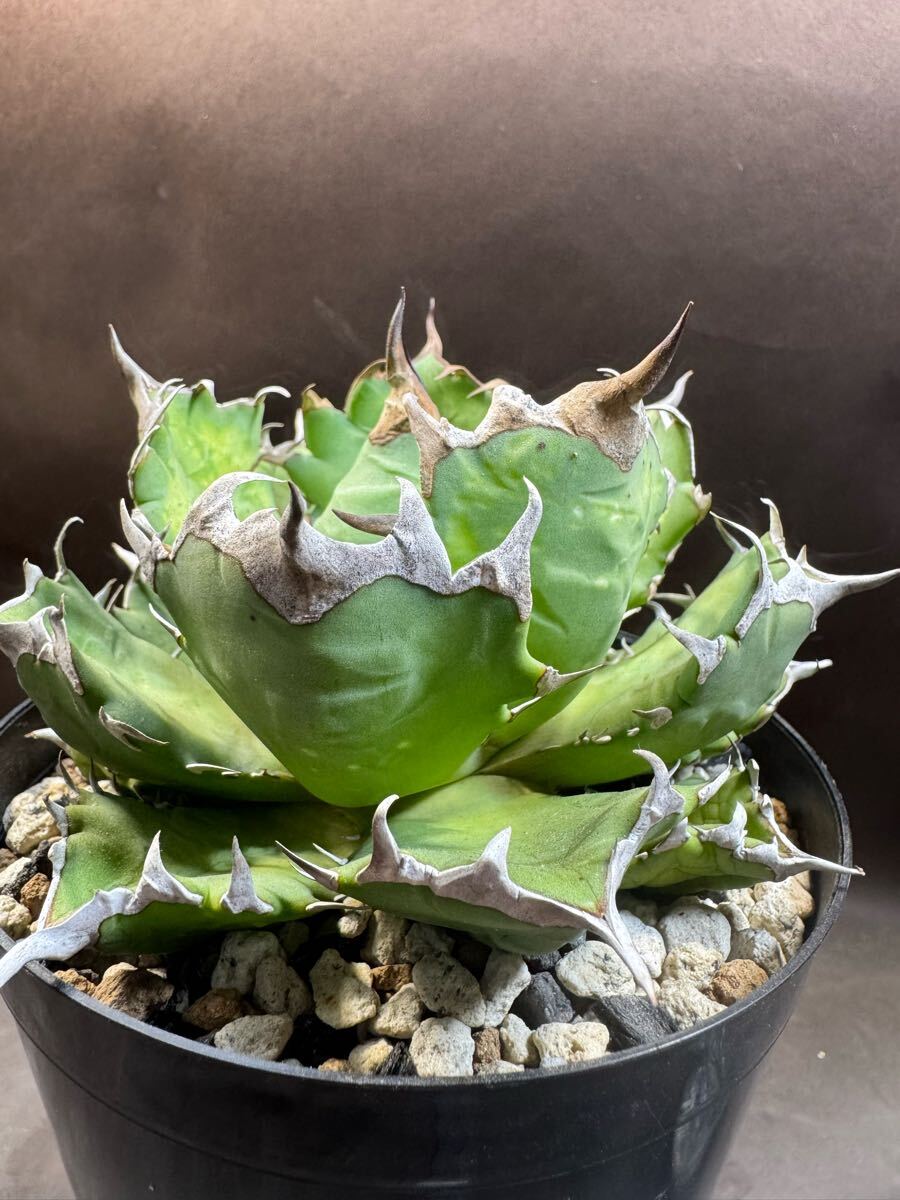 アガベ チタノタ 台湾良血統 シーザー子株 大サイズ caesar 凱撒