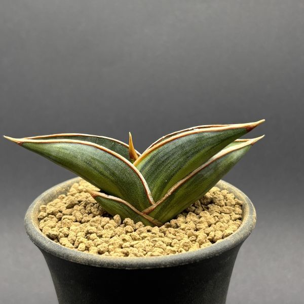 サンスベリア ブルーキュ斑入 Sansevieria Blue Kew