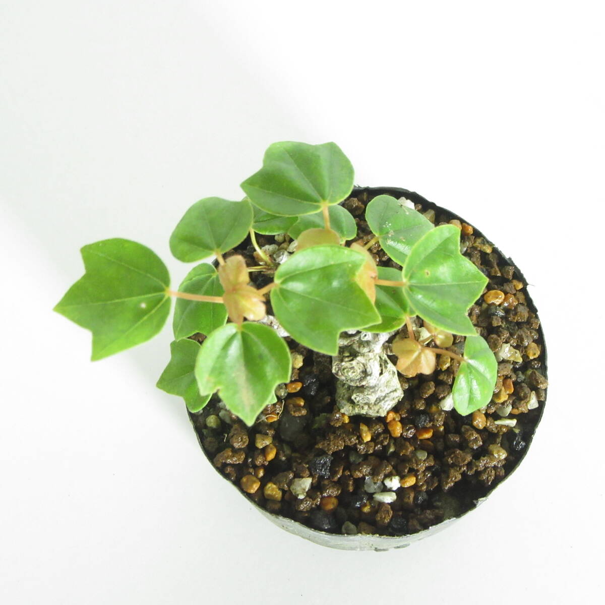 亦盆栽」カエデ楓 小品盆栽 【公式通販】