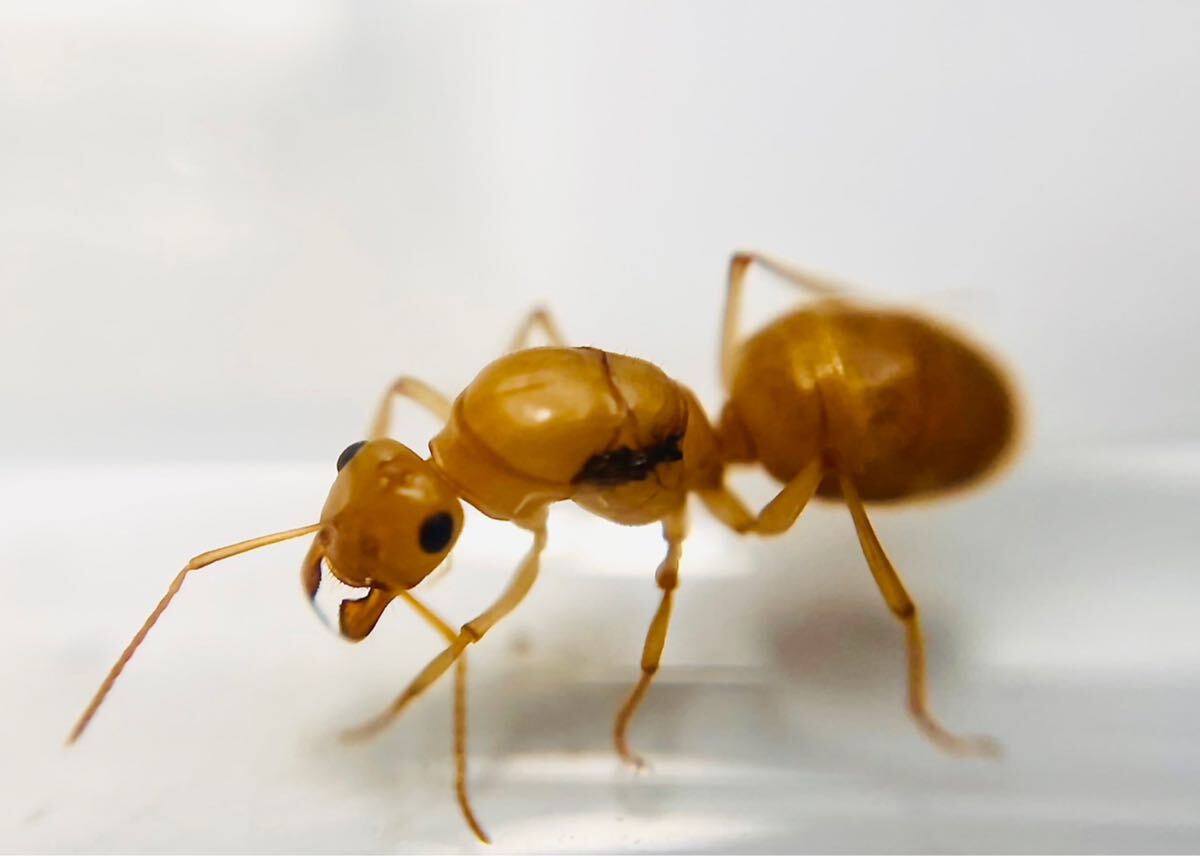生体です。】北アメリカ産 ミツツボアリMyrmecocystus mimicus