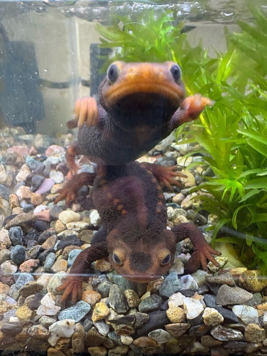 アメイロイボイモリ 幼生1匹 可愛いですよ♪  アメイロイボイモリ 幼体 1匹 2021cb 可愛いです♪