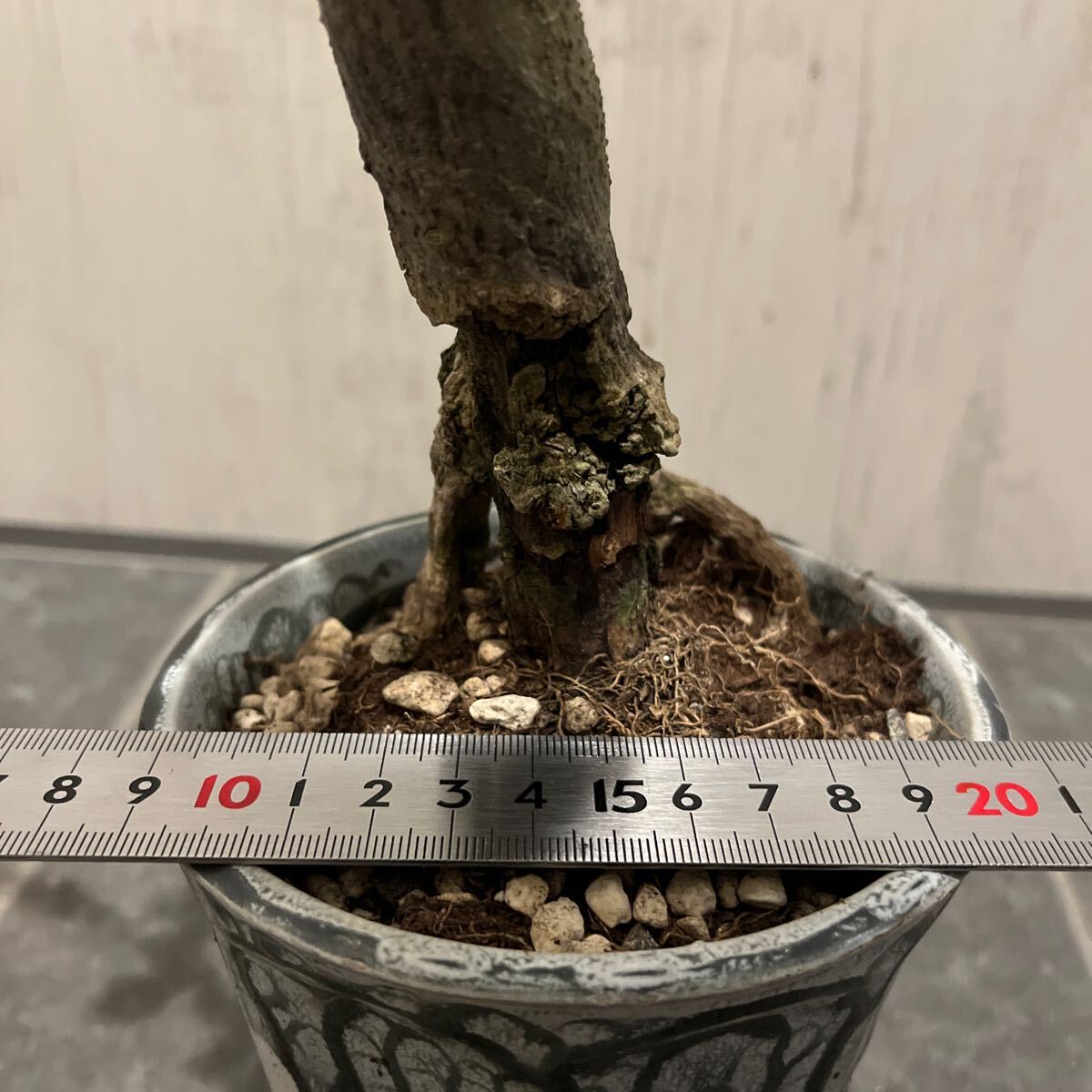 幹太15cm オリーブ 古木 原木 盆栽 鉢植え // オリーブの木 古木