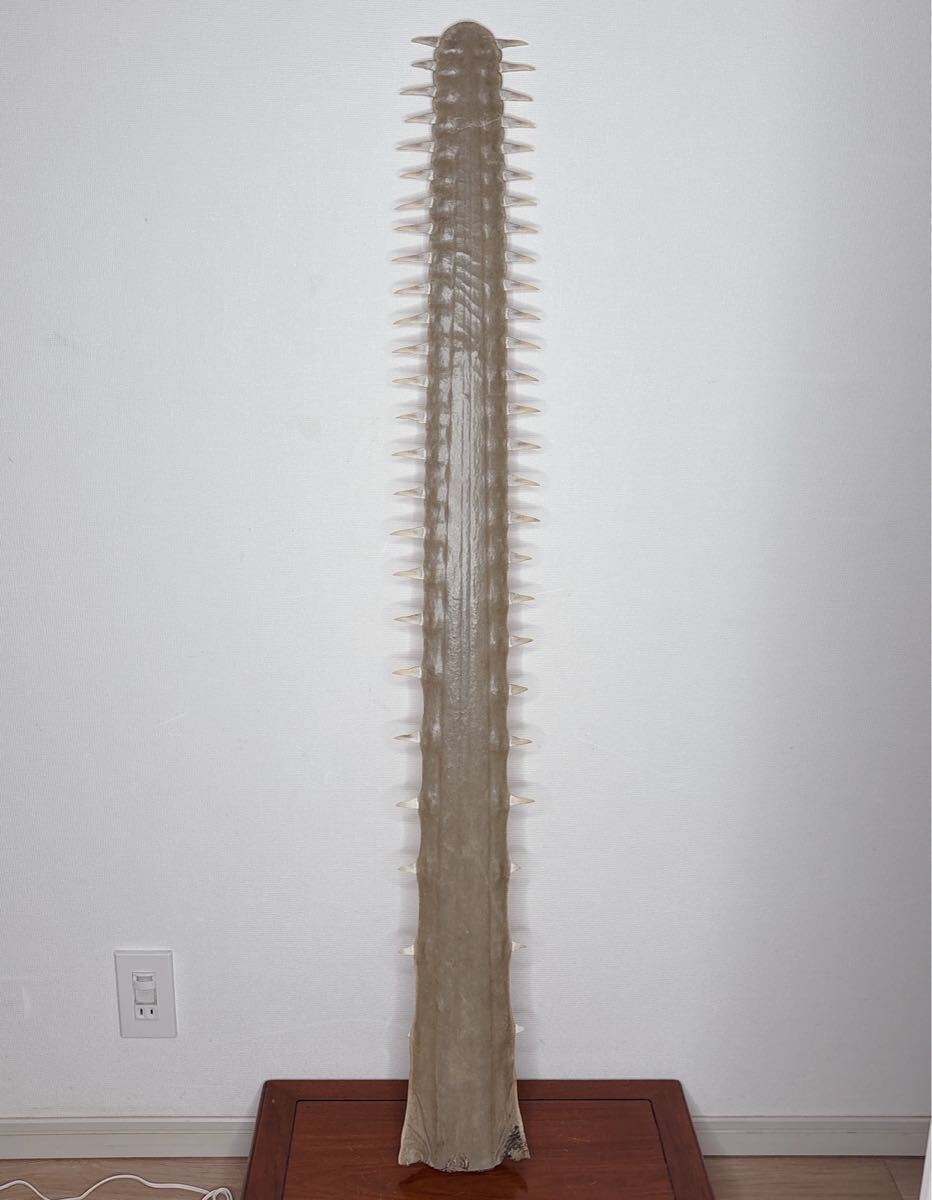 希少 ノコギリザメの歯 ノコギリエイ　吻 歯 検/剥製 オブジェ 彫刻 希少 ノコギリザメの歯 ノコギリエイ 吻 歯 検/剥製 オブジェ 彫刻