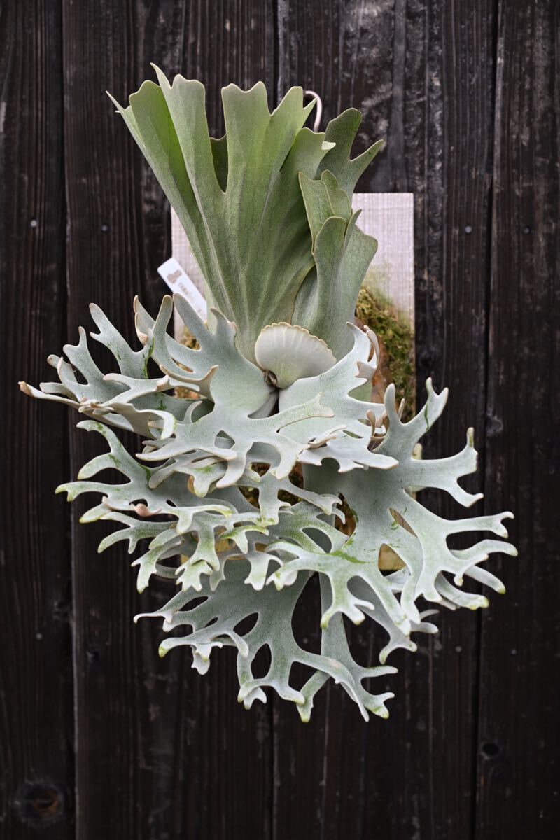 Platycerium hillii cv. Rimkong (spore) P.hillii cv.Rimkong 0215