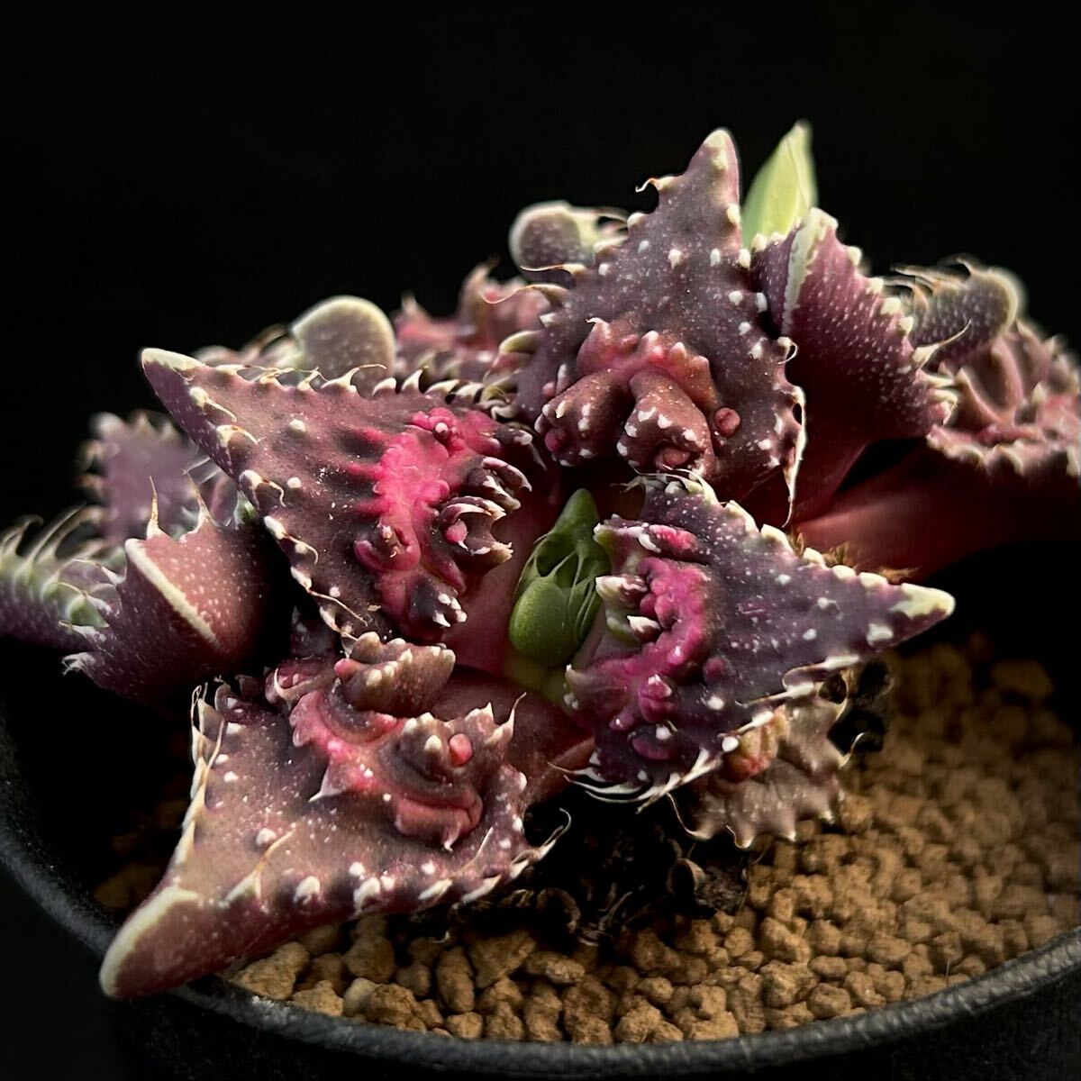 紅怒涛実生選抜苗】フォーカリア☆多肉植物☆サボテンの落札情報詳細