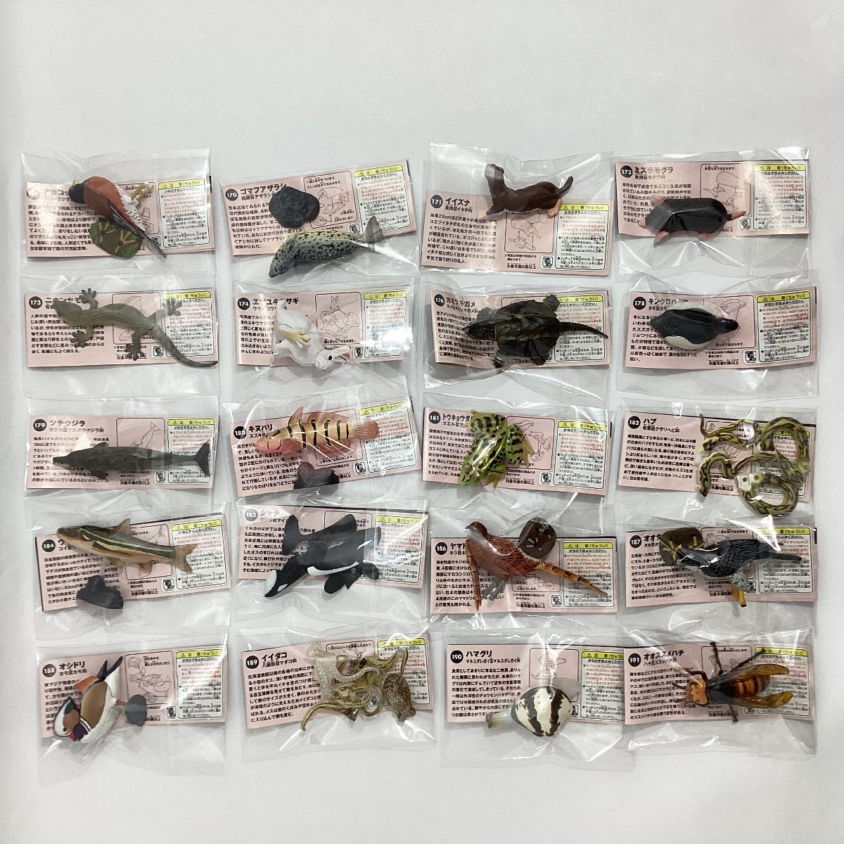 新品】入手困難 激レア 巨頭 カミツキガメ（アルビノタイプ