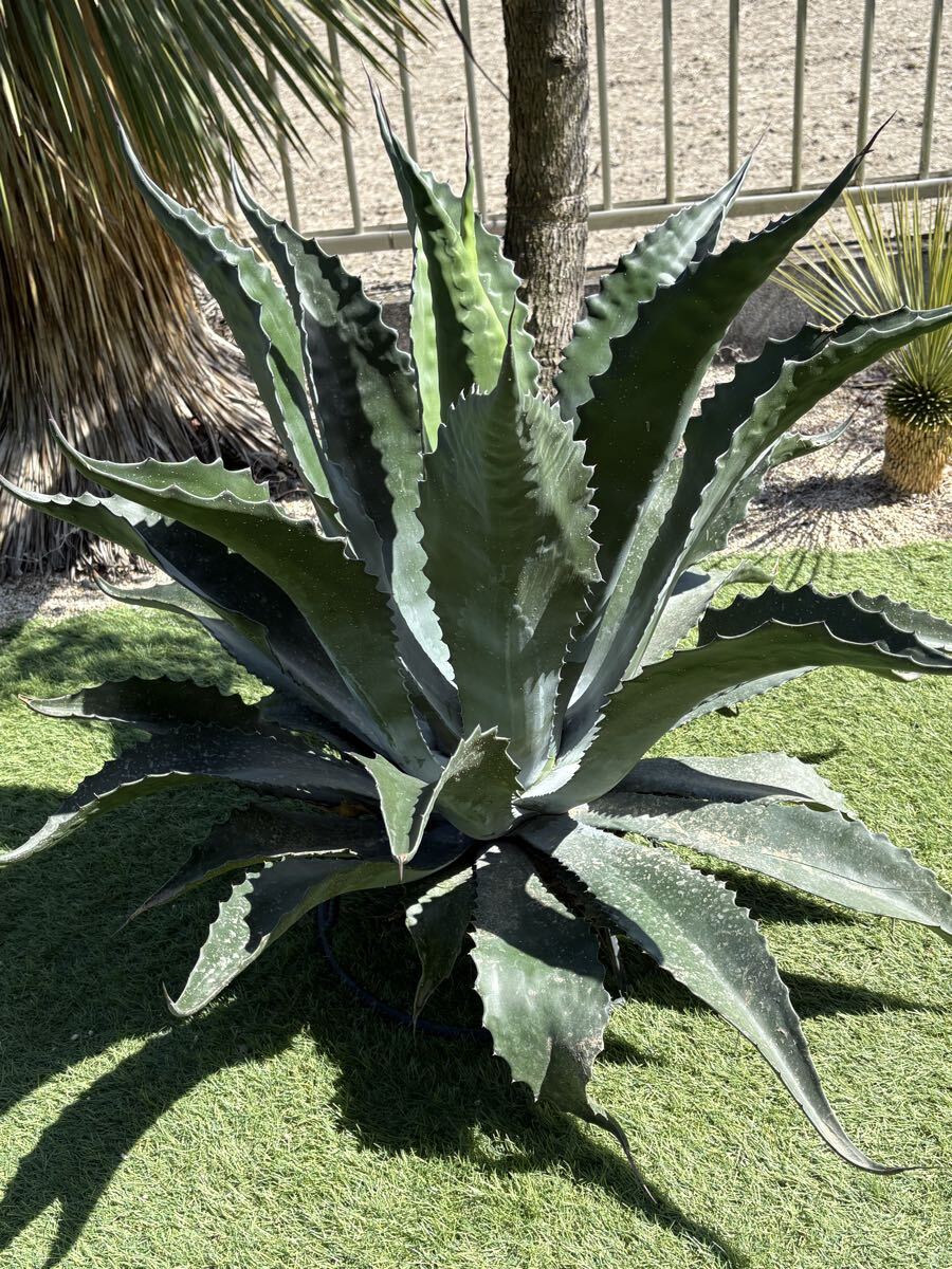中古】アガベ サルミアナ フェロックス 大株 Agave salmiana v.feroxの