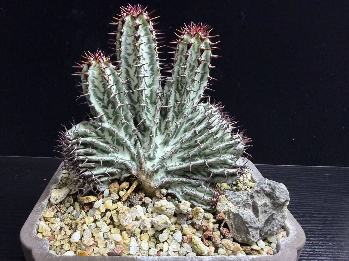 Euphorbia confinalis ユーフォルビア コンフィナリスの落札情報詳細 