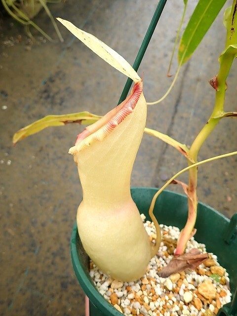 観葉植物 ウツボカズラ ネペンテス ベントリコーサ 挿し木 在来系 3 食