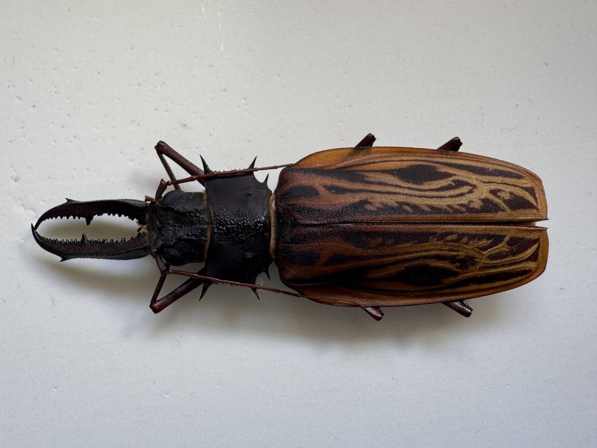 昆虫標本 ウスリーオオキバウスバカミキリ Callipogon relictus 79mmの