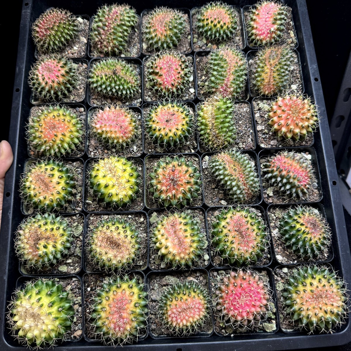 新品】CO☆210 ギムノカリキウム ゼガラエ☆ サボテン 多肉植物の落札