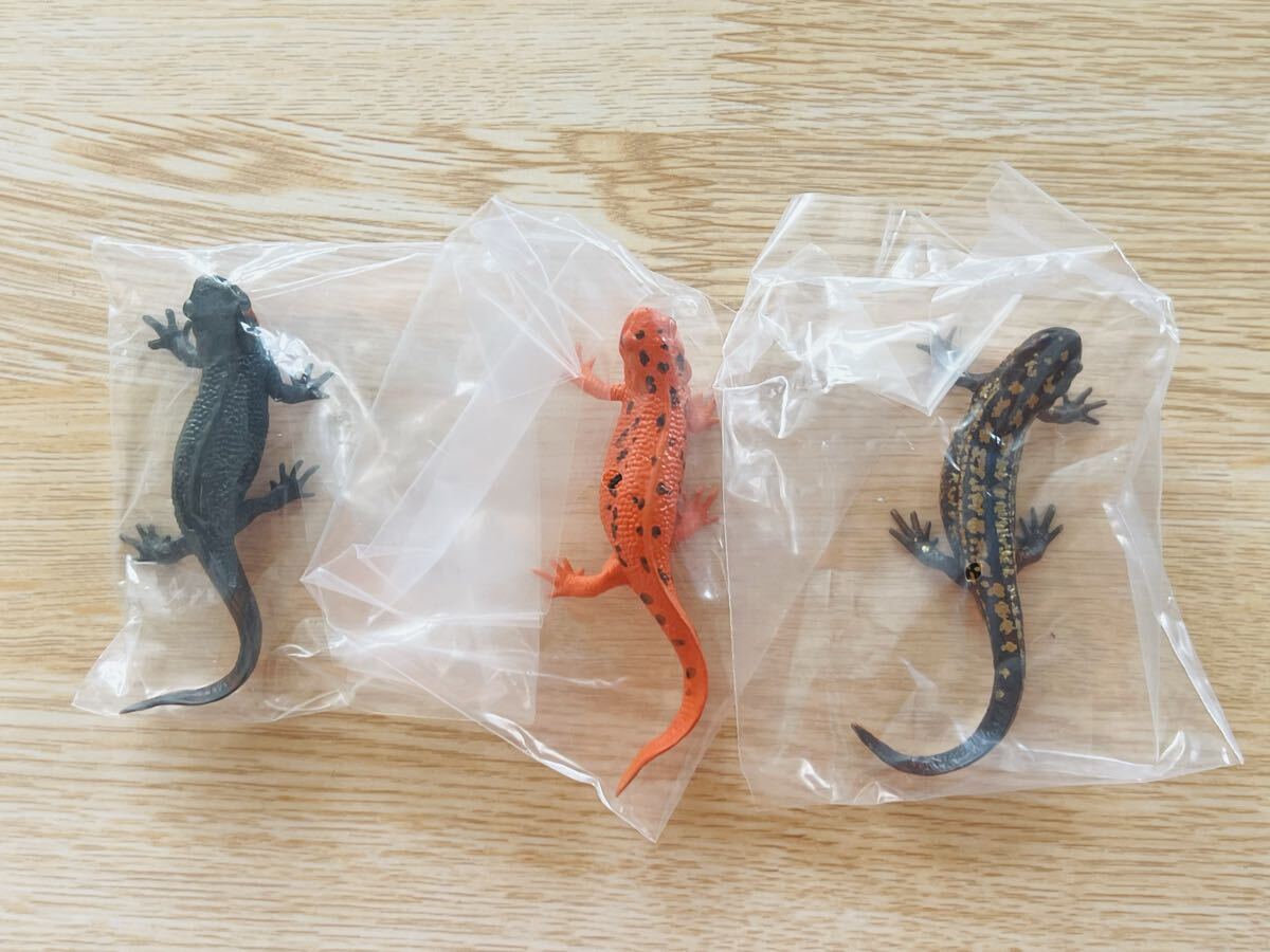 新品】激レア オキナワシリケンイモリ 全身金箔個体 メスの落札情報 新品】激レア オキナワシリケンイモリ 全身金箔個体 メスの落札情報
