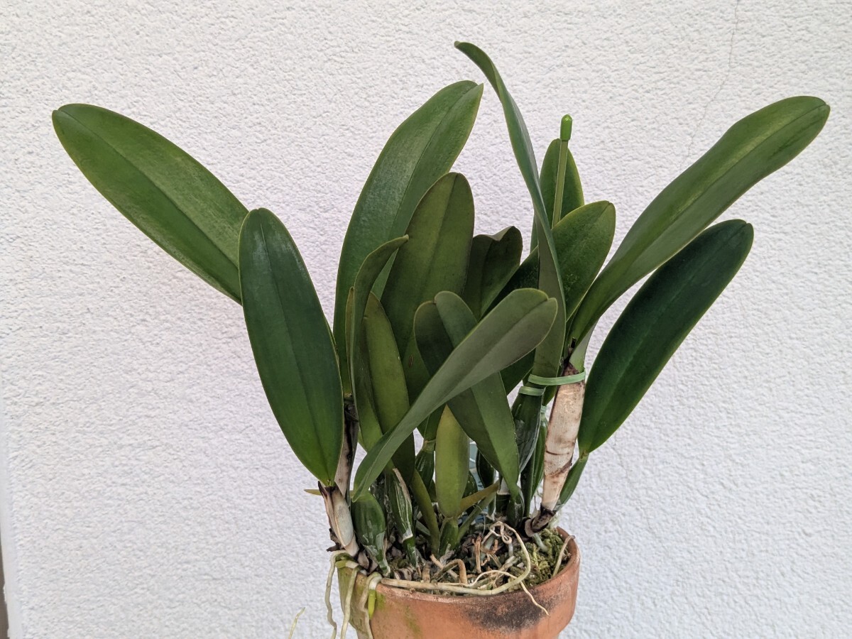 植物】洋蘭カトレア原種 MS-860 C. schroederae 'The Third' HCC/SVCN