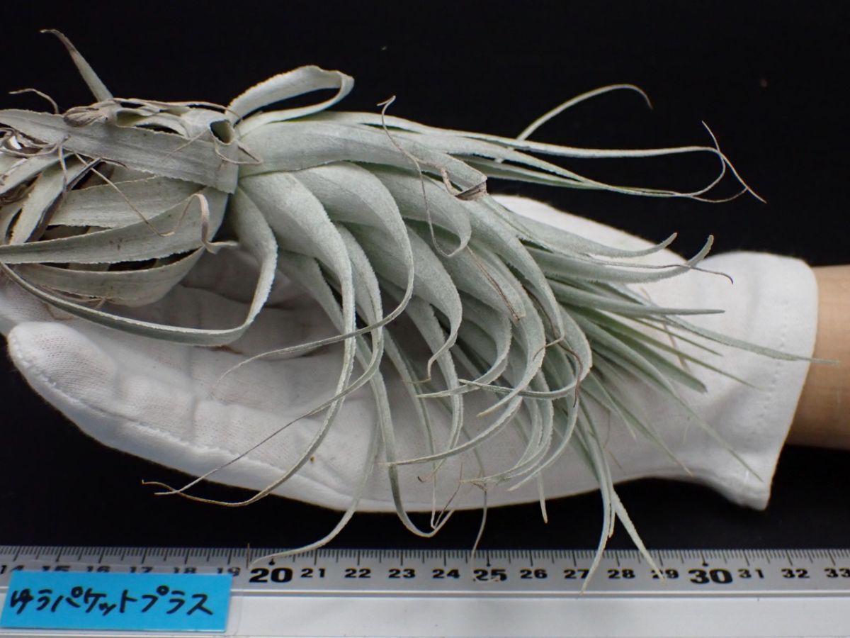 新品】Tillandsia chapeuensis var.turriformis ティランジア
