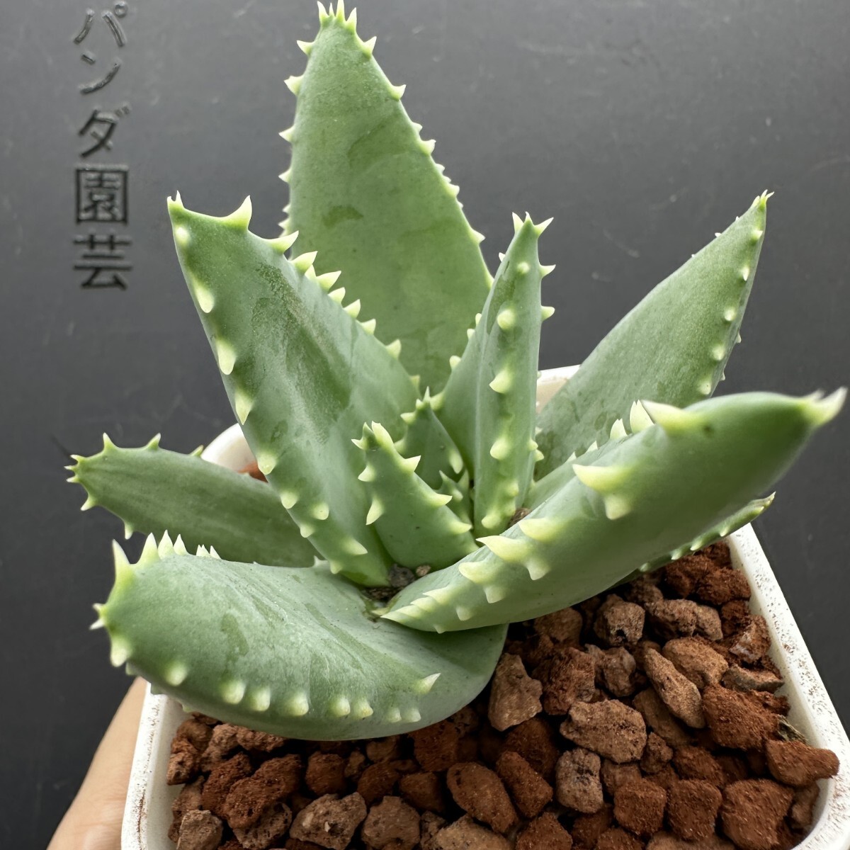 植物】希少種 アロエ・ピランシー Aloe pillansiiの落札情報詳細