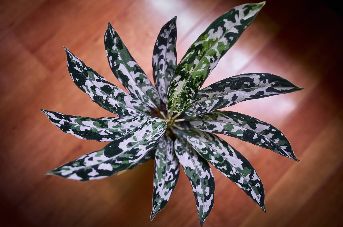 LA便》Aglaonema pictum A“氷柱錦（乙）”【LA0215-4G】の落札情報詳細