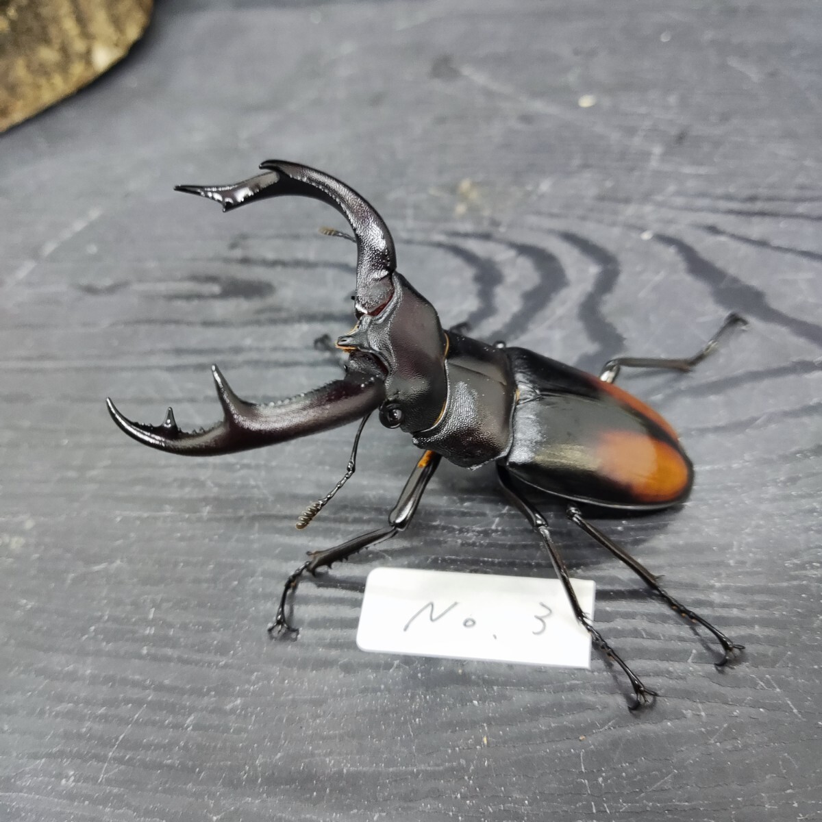 昆虫標本】キルヒナーフタマタクワガタ Wild74mmの落札情報詳細