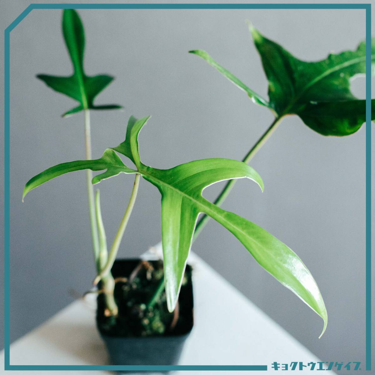 レア「フィロデンドロン・クエルシフォリウム」(Philodendron 
