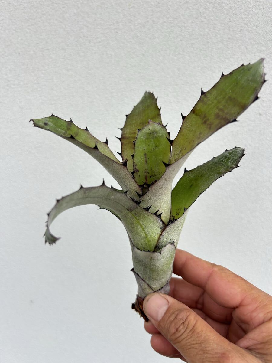 傷や汚れあり】ビルベルギア Billbergia 'Slow Poke' (vittata