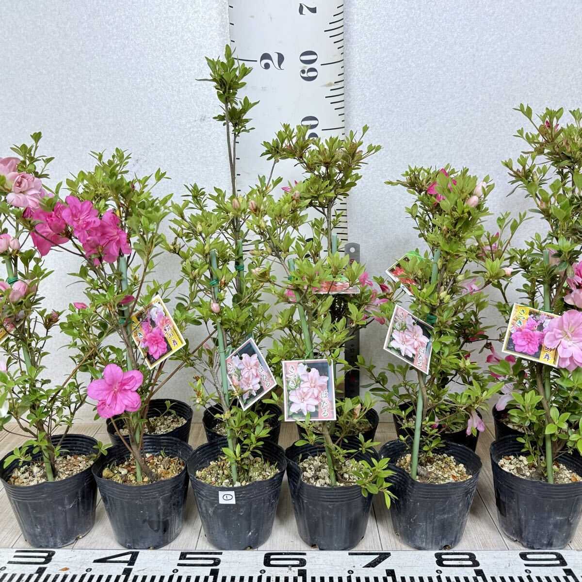 皐月(さつき)：如峰山】 樹高41㎝ 中品盆栽 サツキ盆栽 模様木 大樹の