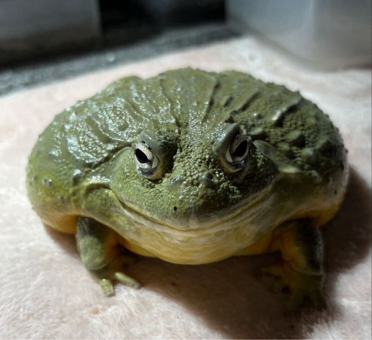 未使用】XXLサイズ!! 23cm アフリカウシガエル オス 飼込 ほぼ最大