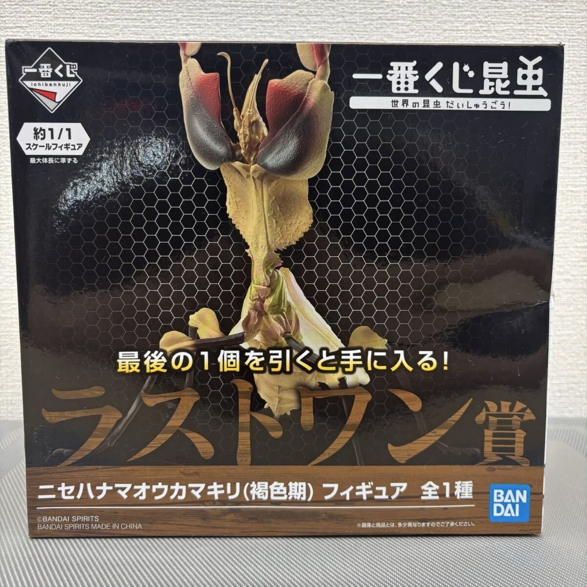 昆虫用品 【106mm】ニセハナマオウカマキリ 昆虫標本