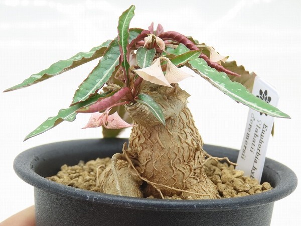 新品】ウ695 【多肉植物】ユーフォルビア クレメルシー【発根確認株