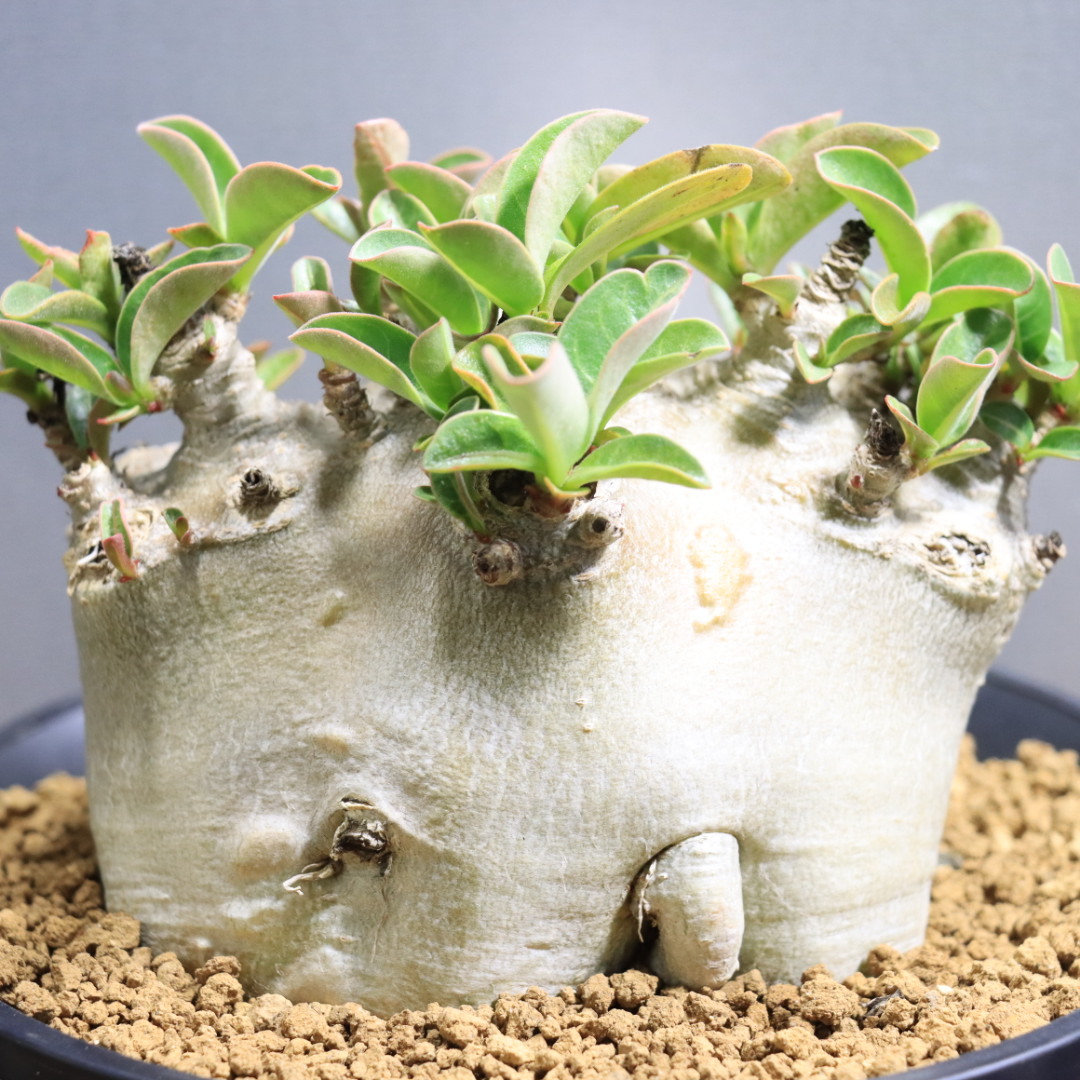 新品】【巨大アデニウム】アラビカム コーデックス 多肉植物の落札情報
