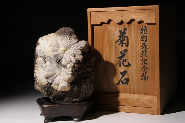 ☆希少 山口県 秋芳洞 鍾乳石 「開運玉 置物」 箱入 特別天然記念物の