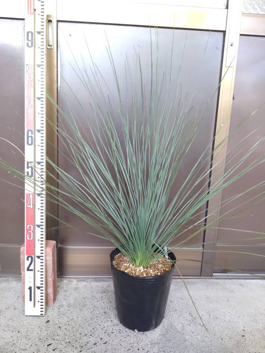 厳選☆太株☆レア☆希少種 クサントロエア グラウカ xanthorrhoea