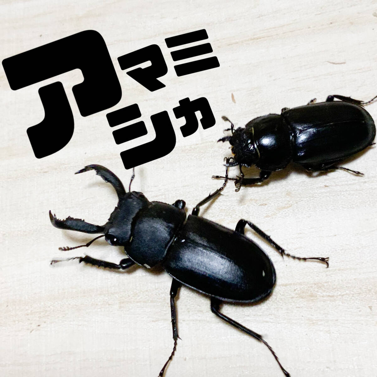 ○○アマミシカクワガタ♂ 奄美大島 2005年野外採集品(採集規制前)昆虫