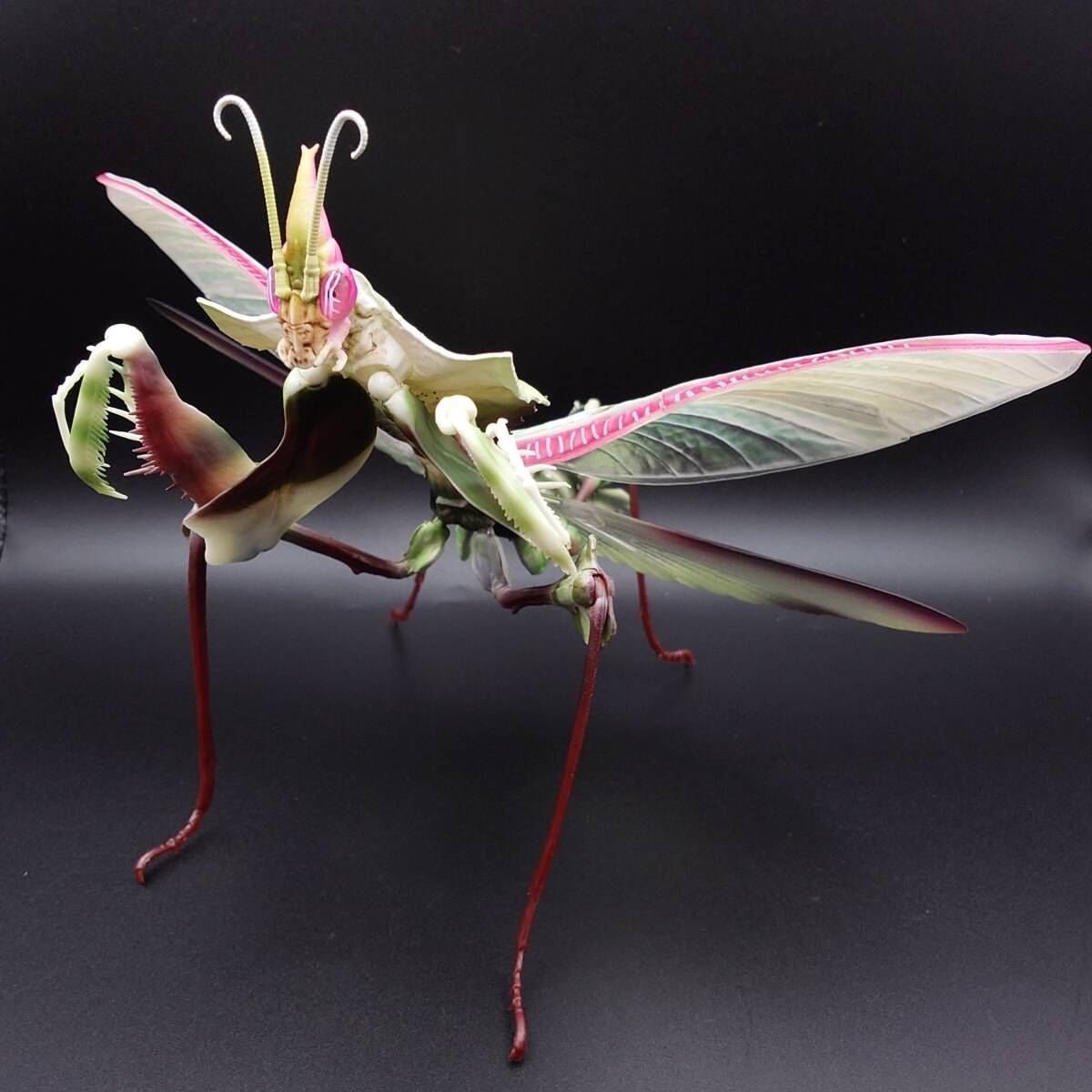 未使用に近い】【花滝】ニセハナマオウカマキリ 開翅標本20㎝近くあり