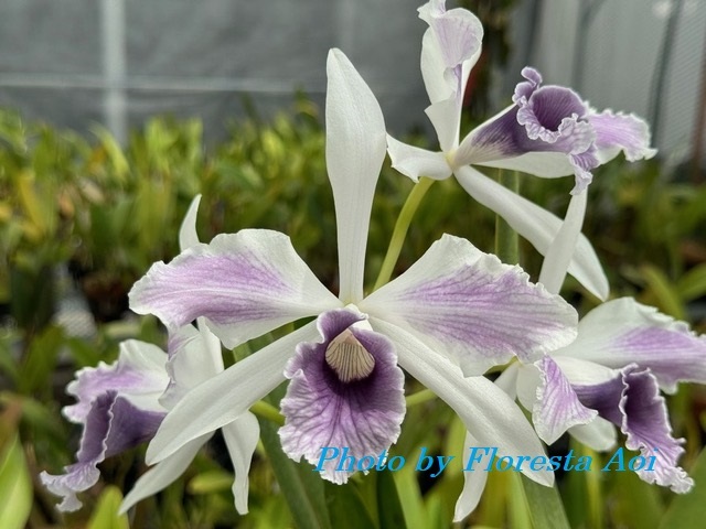 07.☆洋蘭カトレア原種☆C.purpurata flamea 良株花付きの落札情報詳細