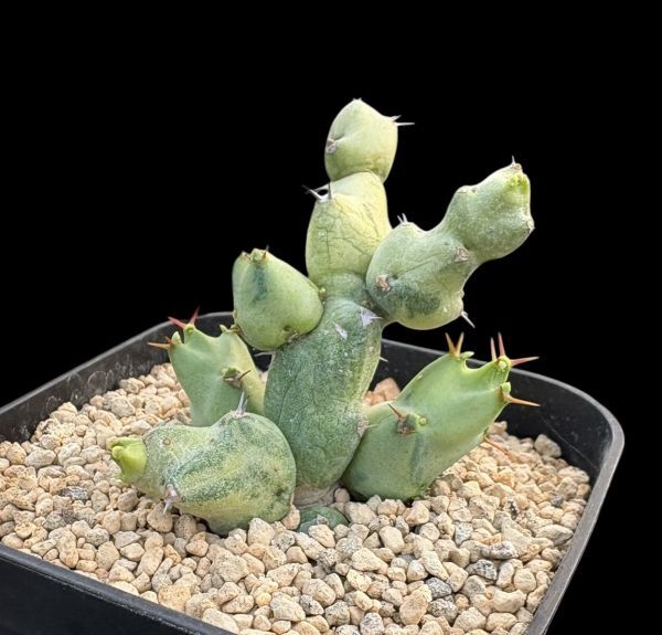 新品】ヤシの木みたいな幹が特徴 Cycas clivicola ssp. lutea サイカス