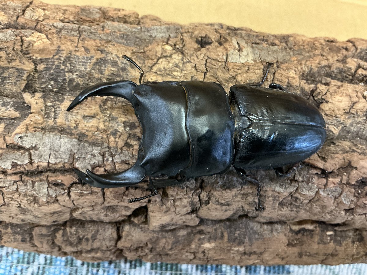 ム*グ様 オオクワガタ　雌雄同体 ム*グ様 オオクワガタ 雌雄同体 ム*グ様 オオクワガタ 雌雄同体 ム*グ