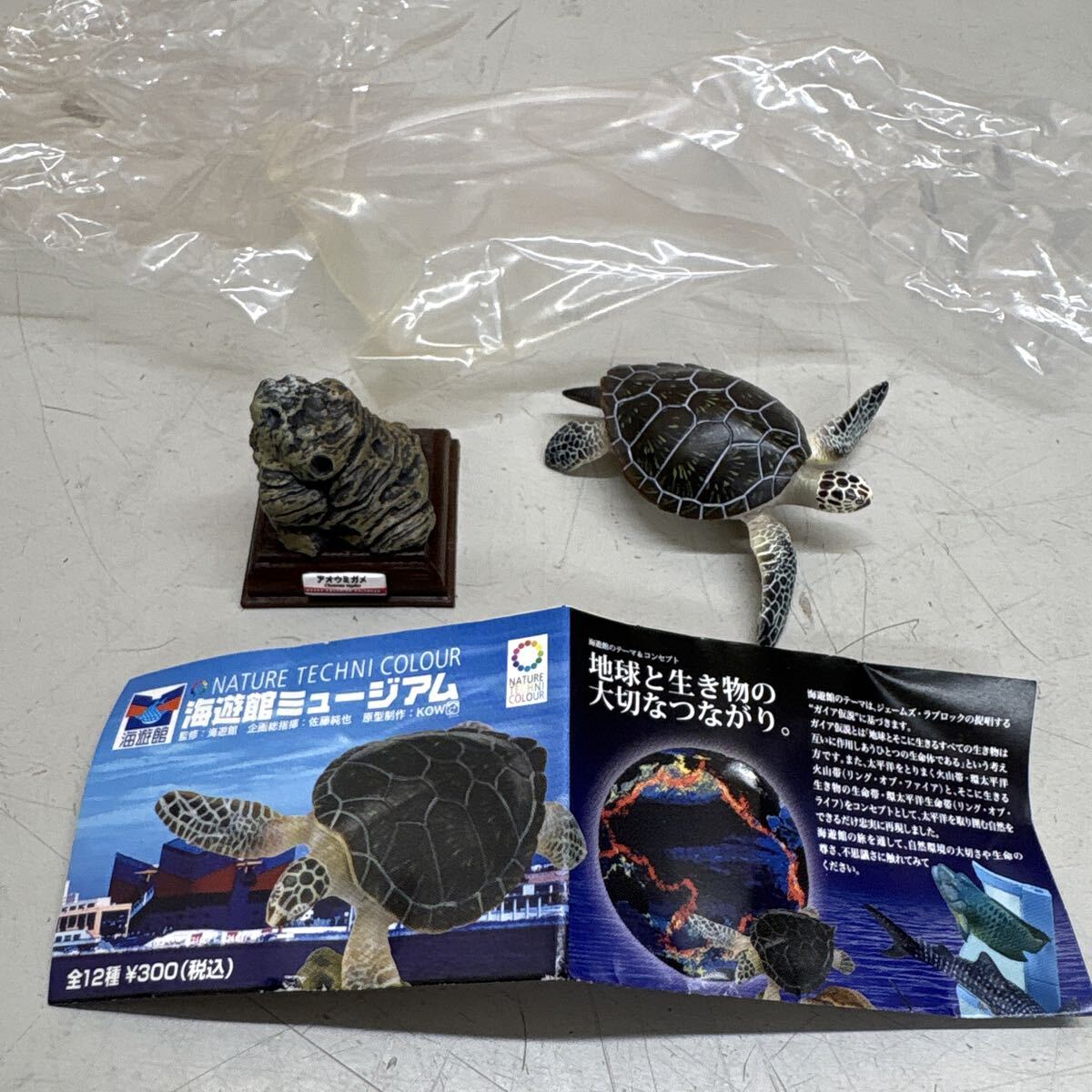 新品】【標本博物館】☆大型アオウミガメ頭骨☆ 頭骨 骨格 標本 剥製