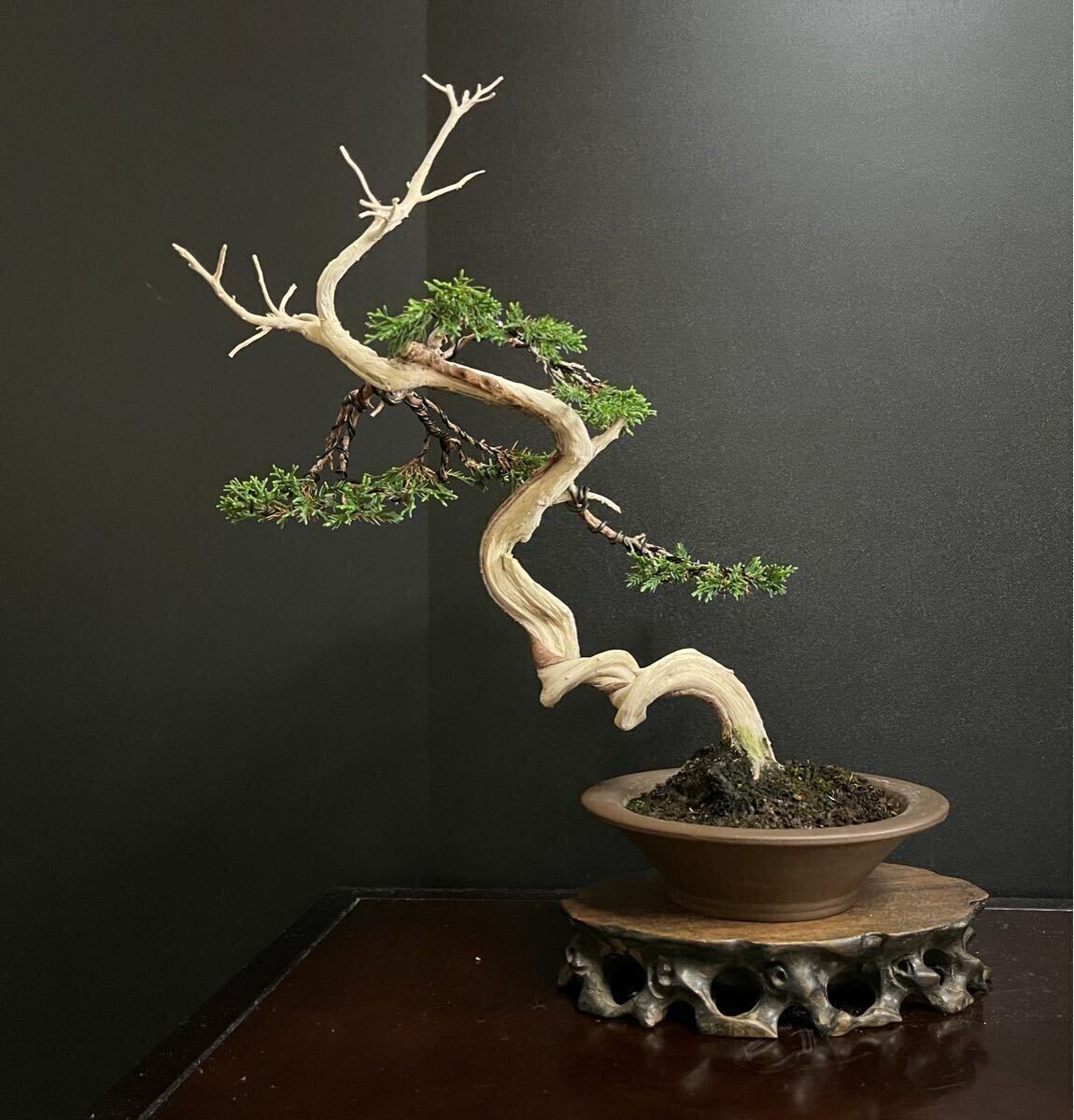 中古】☆盆美☆ 真柏 天ジン 松柏 盆栽の落札情報詳細 - Yahoo