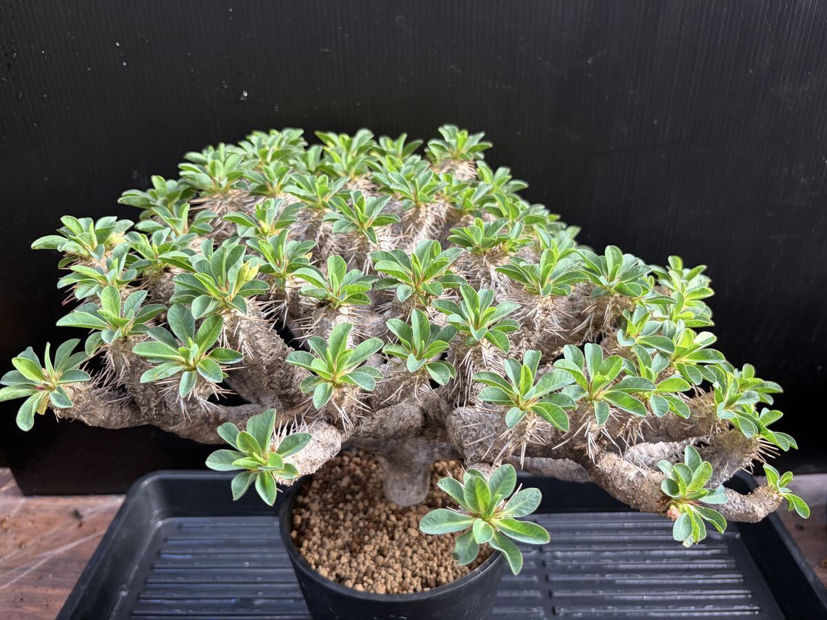 新品】多肉植物 ユーフォルビア テヌイスピナ 芋花キリン 超巨大な極
