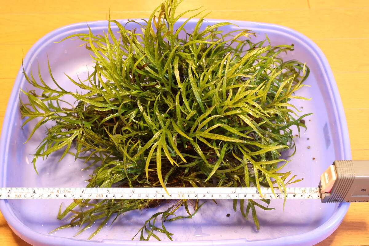 静華蝦】大株！ミクロソリウムトライデント活着ルートウッド(無農薬)の