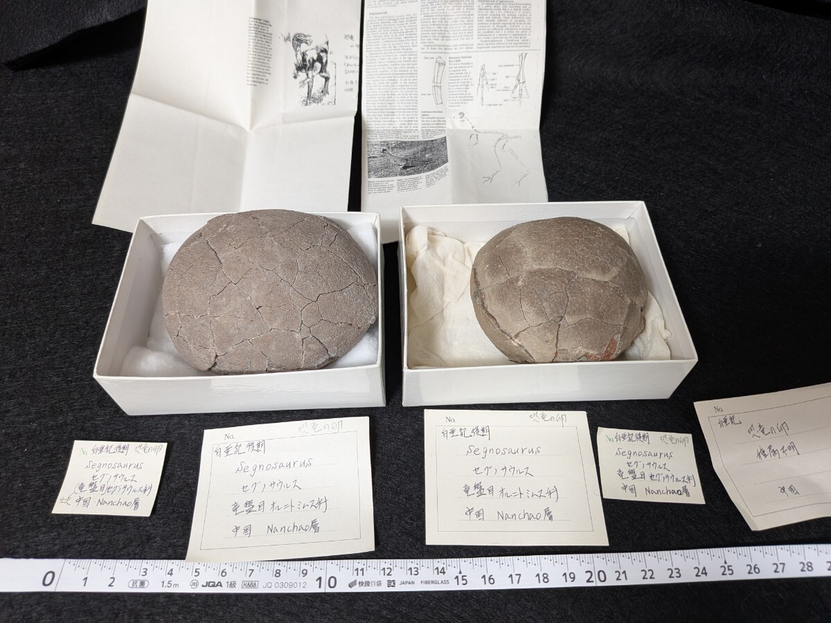 化石5種類 アンモナイト2種/三葉虫/サメの歯/魚 箱入の落札情報詳細
