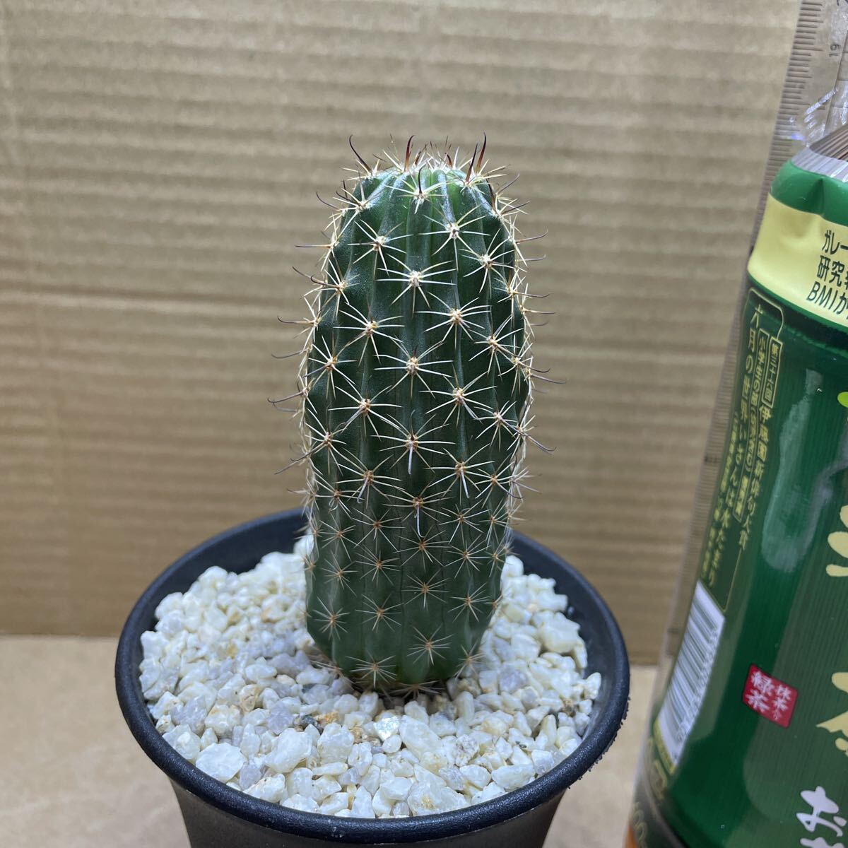 ロビビア 交配種 新昭和 ( 細弁咲き ピンク )花サボテン カキコ 【公式