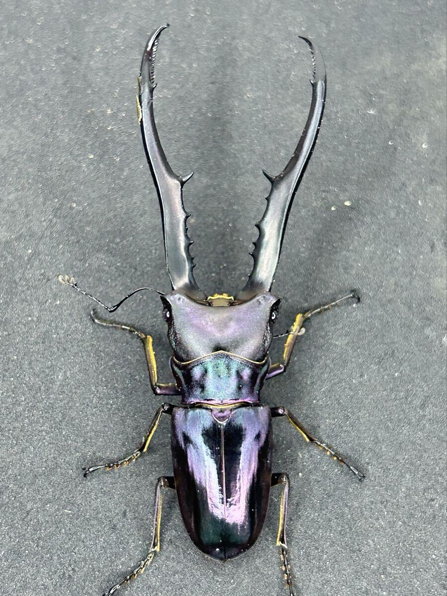 ムシキング アダ―完結編 2008第3弾 メタリフェルホソアカクワガタ 美品