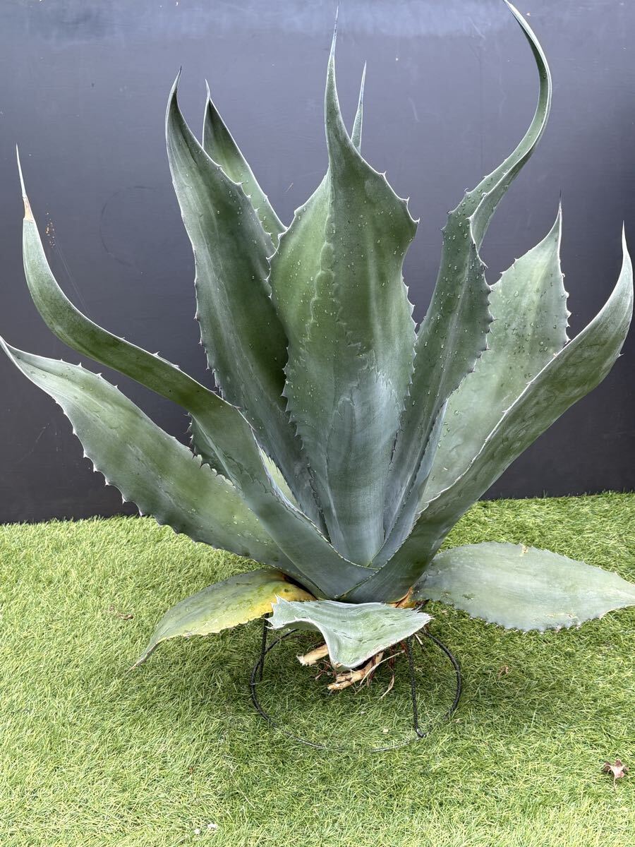 アガベ アトロビレンス ミラビリス agave atrovirens v. mirabilis